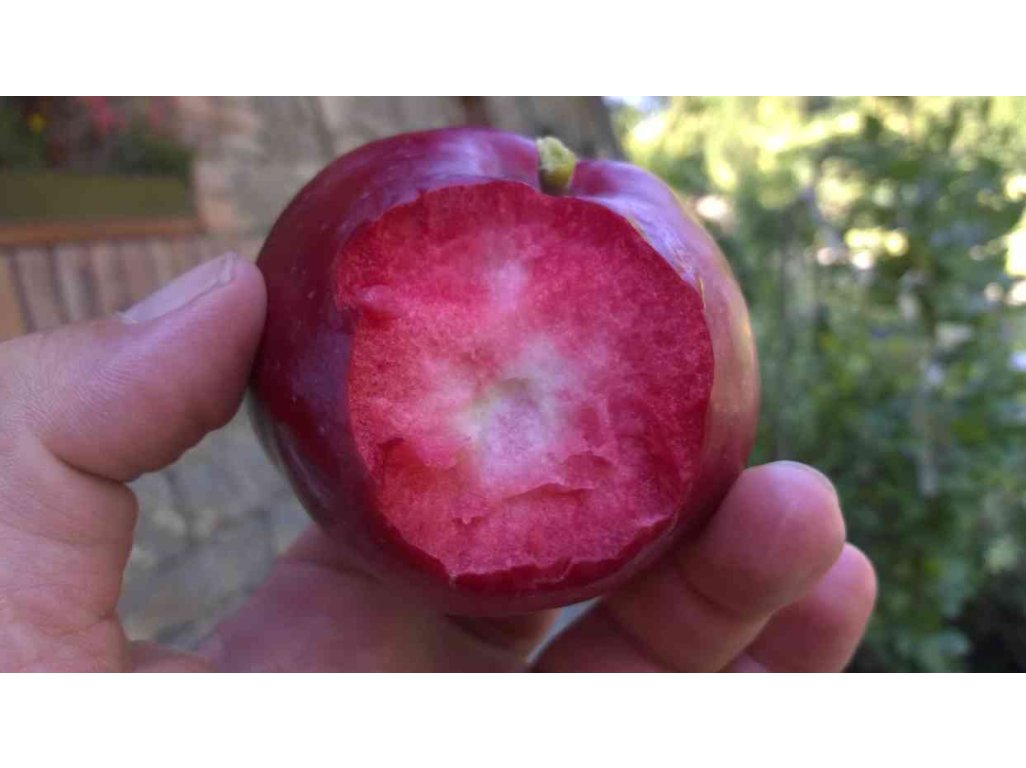 Malus domestica ´American Red´ - red flash apple