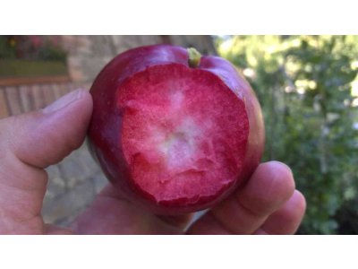 Malus domestica ´American Red´ - red flash apple
