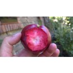 Malus domestica ´American Red´ - red flash apple