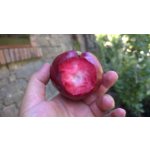Malus domestica ´American Red´ - red flash apple