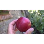 Malus domestica ´American Red´ - red flash apple