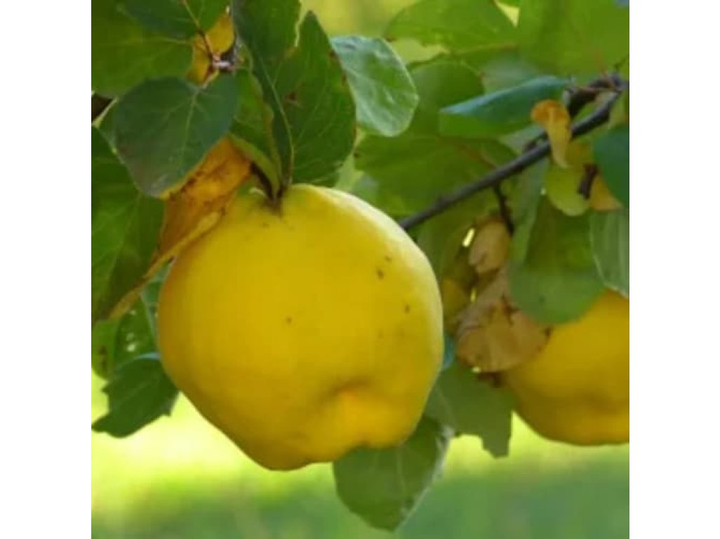 Cydonia oblonga ´Muskatnaja´ - apple quince