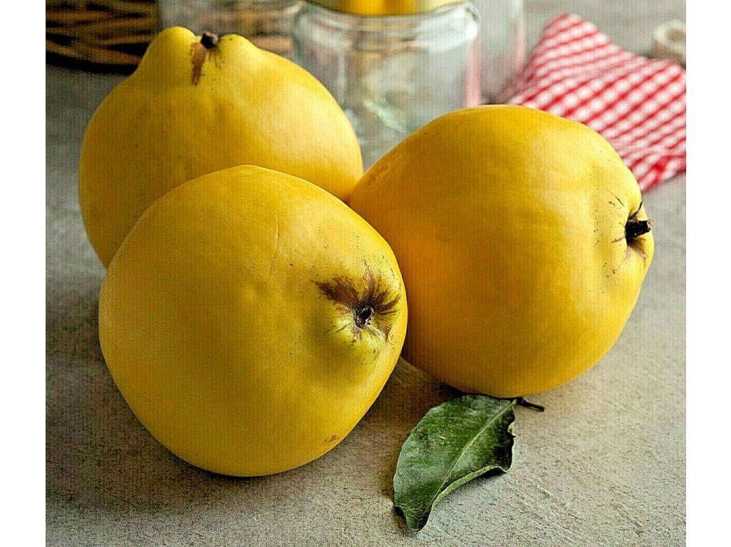 Cydonia oblonga ´Izobilnaja´ - apple quince