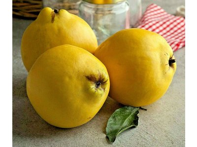 Cydonia oblonga ´Izobilnaja´ - apple quince