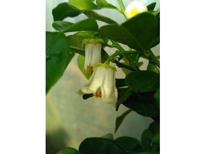 Citrus ´CHANGENSIS´ Swingle - Poncirus