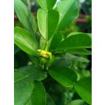 Citrus ´CHANGENSIS´ Swingle - Poncirus