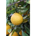 Citrus ´CHANGENSIS´ Swingle - Poncirus
