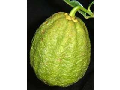 Citrus ichangensis × maxima ´Ichang lemon´ - Poncirus