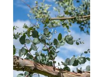 Eucalyptus gunnii ssp. divaricata - hardy eucalyptus