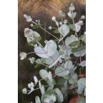 Eucalyptus gunnii ssp. divaricata - hardy eucalyptus