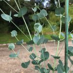 Eucalyptus gunnii ssp. divaricata - hardy eucalyptus