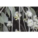 Eucalyptus stellulata - hardy eucalyptus