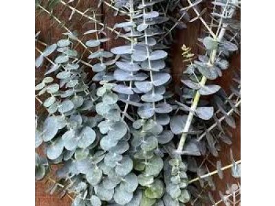 Eucalyptus pulverulenta ´Baby Blue´ - hardy eucalyptus