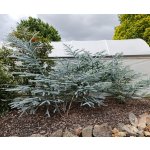 Eucalyptus pulverulenta ´Baby Blue´ - hardy eucalyptus