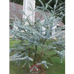 Eucalyptus pulverulenta ´Baby Blue´ - hardy eucalyptus