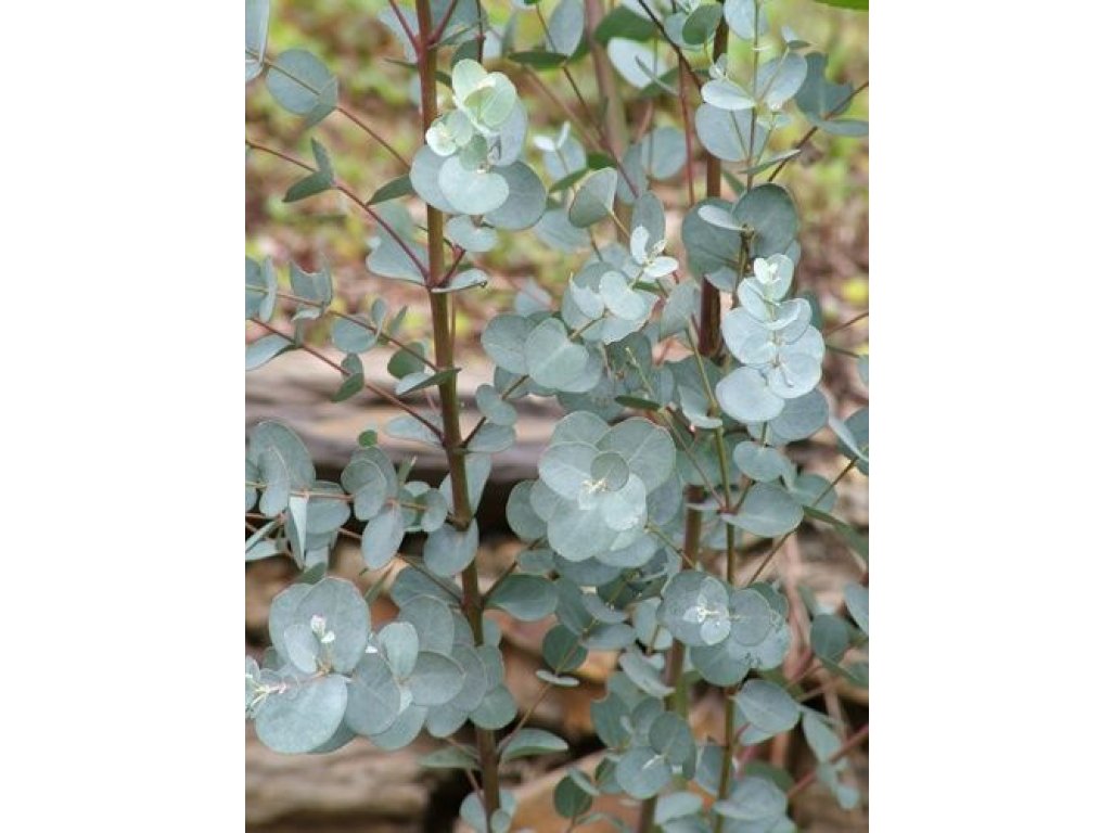 Eucalyptus cinerea ´Silver Dollar´ - hardy eucalyptus