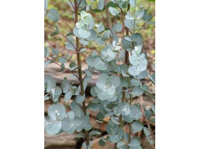 Eucalyptus cinerea ´Silver Dollar´ - hardy eucalyptus