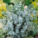 Eucalyptus cinerea ´Silver Dollar´ - hardy eucalyptus