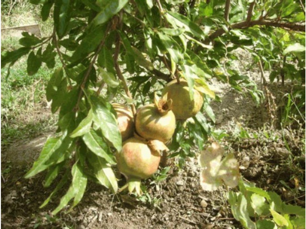 Punica granatum ´Haku Botan´ - common pomegranate RARITE