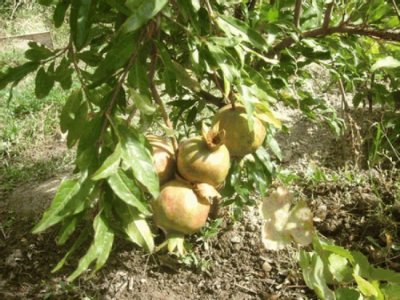 Punica granatum ´Haku Botan´ - common pomegranate RARITE
