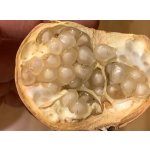 Punica granatum ´Haku Botan´ - common pomegranate RARITE