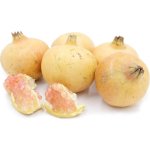 Punica granatum ´Haku Botan´ - common pomegranate RARITE