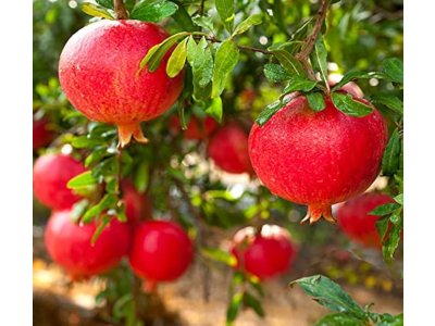 Punica granatum ´Crimson Sky´ - common pomegranate