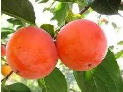 Diospyros x hybrida ´Mount Hoverla´ - graft