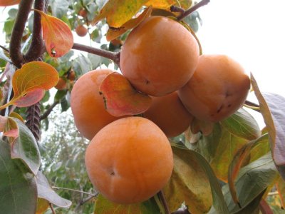 Diospyros x hybrida ´Pamyat Chernyaeva´ = ´Memory of Chernayeva´ - graft