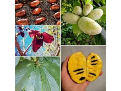 Asimina triloba cv. ´Rappahannock´ - paw-paw (indian banane) /Tree expedition July 2026