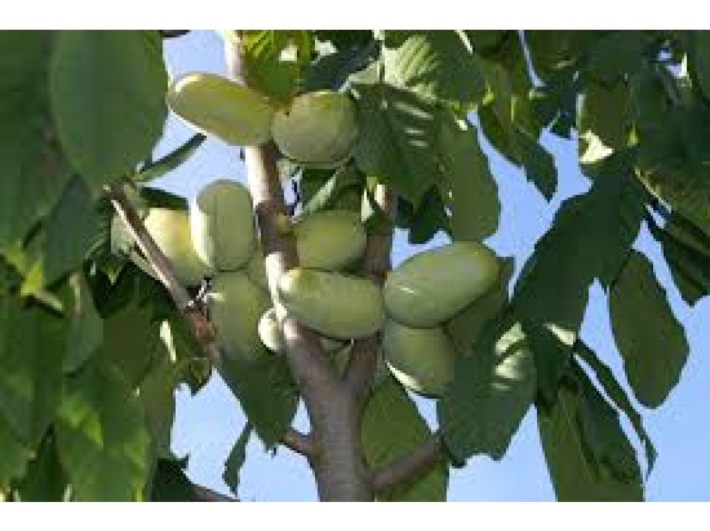 Asimina triloba ´Mary Foos Johnson´ - paw-paw (indian banane)  /Tree expedition July 2026