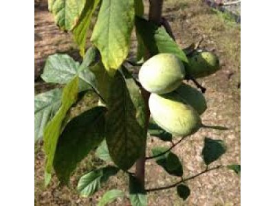 Asimina triloba ´KSU Benson´ - paw-paw (indian banane) /Tree expedition July 2026