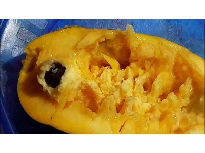 Asimina triloba ´Susquehanna´ - paw-paw (indian banane) /MEGANEWS/ /Tree expedition July 2026
