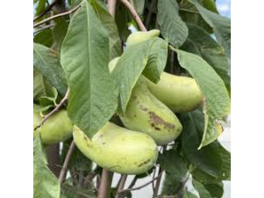 Asimina triloba cv. ´Tropical Treat´ - paw-paw (indian banane) /Tree expedition July 2026