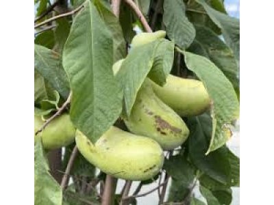 Asimina triloba cv. ´Tropical Treat´ - paw-paw (indian banane) /Tree expedition July 2026