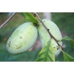 Asimina triloba cv. ´Tropical Treat´ - paw-paw (indian banane) /Tree expedition July 2026