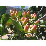 Pistacia vera cv. ´Napoletana´ - female variety /Tree expedition August 2026