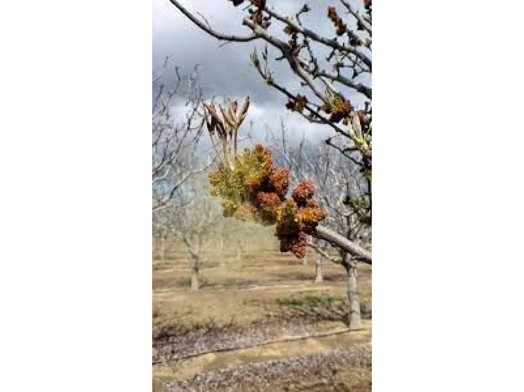 Pistacia vera cv. ´Delta´ - male pollinator plant /Tree expedition August 2026