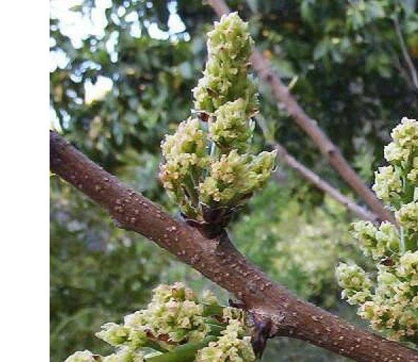 Pistacia vera cv. ´C-Special´ - male pollinator plant /Tree expedition August 2026