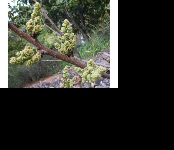 Pistacia vera cv. ´C-Special´ - male pollinator plant /Tree expedition August 2026