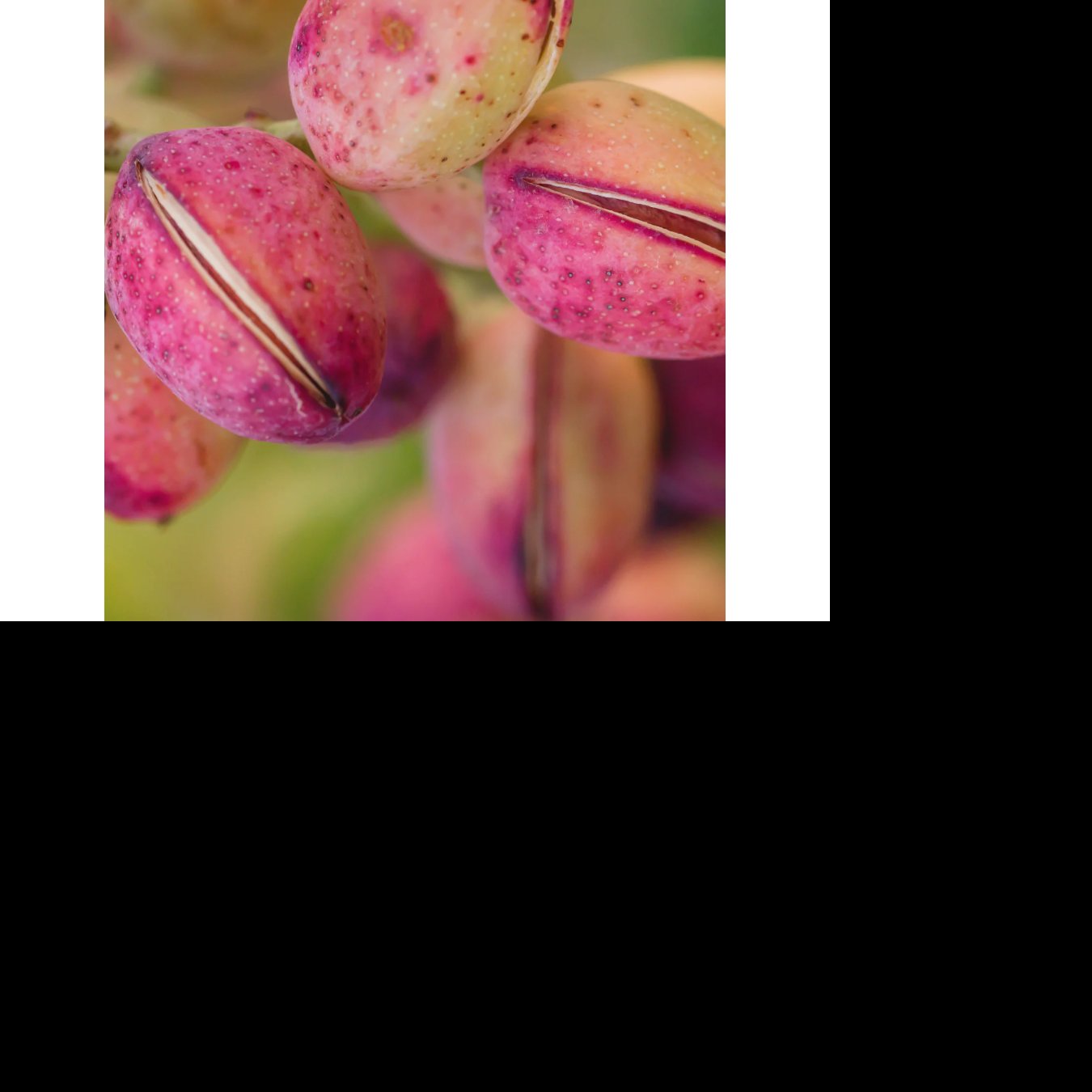 Pistacia vera cv. ´Joley´ - female variety /Tree expedition August 2026