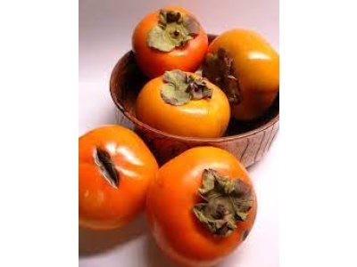 Diospyros kaki ´Cangzhou´ - japanese persimmon/ diospyros virginiana /Tree expedition July 2026