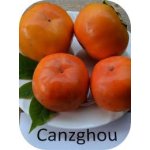 Diospyros kaki ´Cangzhou´ - japanese persimmon/ diospyros virginiana /Tree expedition July 2026