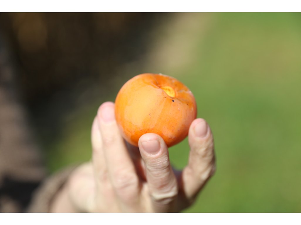 Diospyros virginiana ´H-120´ - hardy persimmon/ diospyros virginiana /Tree expedition July 2026