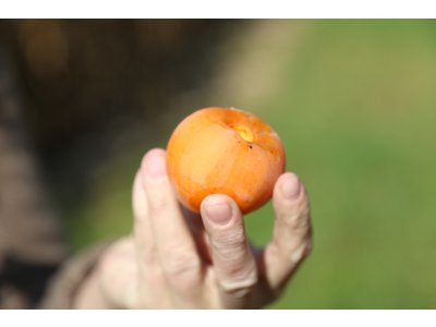 Diospyros virginiana ´H-120´ - hardy persimmon/ diospyros virginiana /Tree expedition July 2026