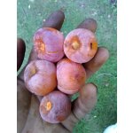 Diospyros virginiana ´Barbara´s Blush´ - hardy persimmon/ diospyros virginiana /Tree expedition July 2026