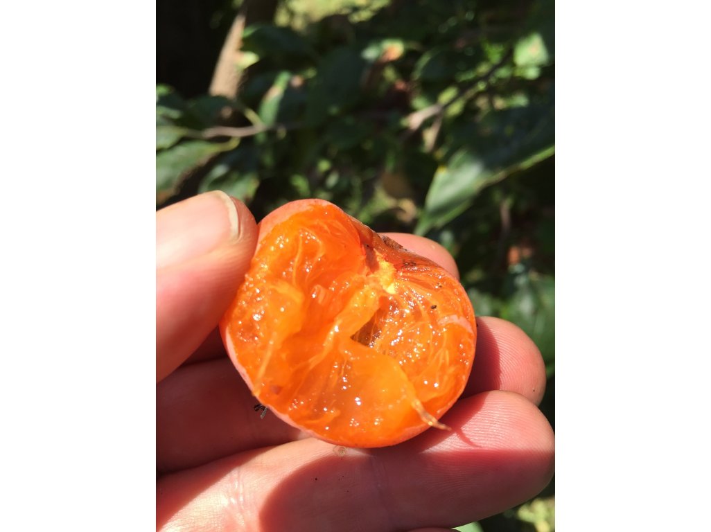 Diospyros virginiana ´Barbara´s Blush´ - hardy persimmon/ diospyros virginiana /Tree expedition July 2026