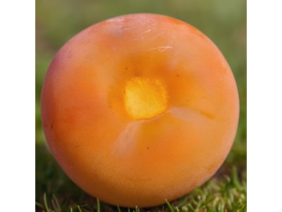 Diospyros virginiana ´Lehman´s Delight´ - hardy persimmon/ diospyros virginiana /Tree expedition July 2026