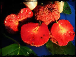 Cudrania - Che - Melon Berry
