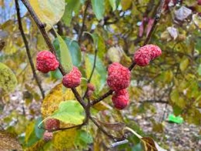 Cudrania tricuspidata ´Hwanggeumja 3´ - cudrang, che /Tree expedition August 2026